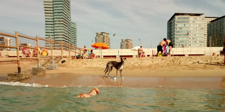 playa de levante, Barcelona. Dogfriendly